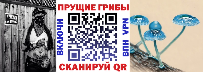 Псилоцибиновые грибы Psilocybe  закладки  Владивосток 
